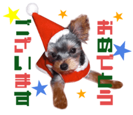 Real DOG Yorkie sticker #15802774