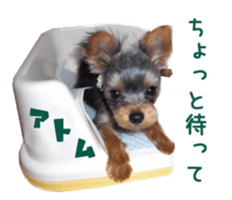 Real DOG Yorkie sticker #15802775