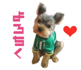 Real DOG Yorkie sticker #15802776