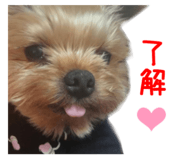 Real DOG Yorkie sticker #15802777