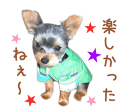 Real DOG Yorkie sticker #15802778