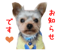 Real DOG Yorkie sticker #15802779
