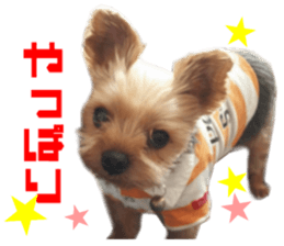 Real DOG Yorkie sticker #15802780