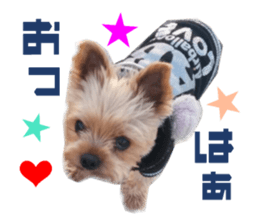 Real DOG Yorkie sticker #15802781