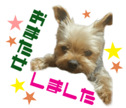 Real DOG Yorkie sticker #15802782
