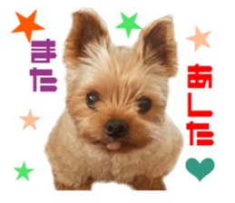 Real DOG Yorkie sticker #15802783
