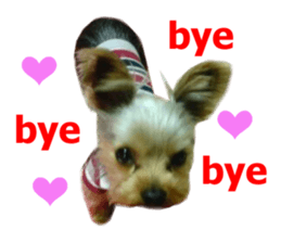 Real DOG Yorkie sticker #15802784
