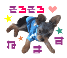 Real DOG Yorkie sticker #15802785
