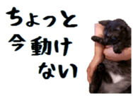 Ana TSUN-DERE sticker #15803597