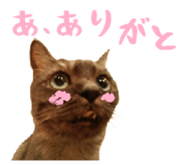 Ana TSUN-DERE sticker #15803607