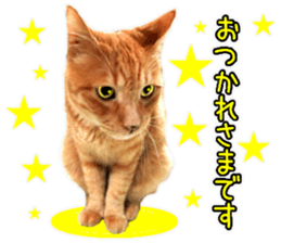 Cat's Good work sticker #15806475