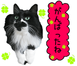 Cat's Good work sticker #15806478