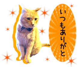 Cat's Good work sticker #15806479