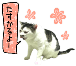 Cat's Good work sticker #15806480