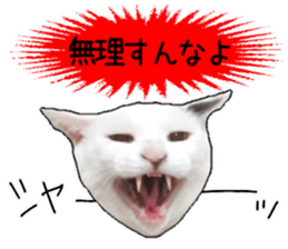 Cat's Good work sticker #15806481