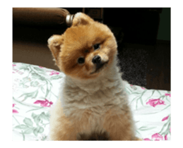 Moca & Dasom / Lovely friend. sticker #15806604