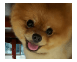 Moca & Dasom / Lovely friend. sticker #15806612