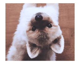 Moca & Dasom / Lovely friend. sticker #15806613