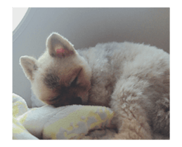 Moca & Dasom / Lovely friend. sticker #15806619