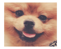 Moca & Dasom / Lovely friend. sticker #15806622