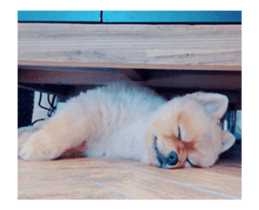 Moca & Dasom / Lovely friend. sticker #15806623