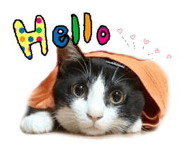 Komachi of a Mask and Mant cat sticker #15808874