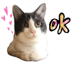 Komachi of a Mask and Mant cat sticker #15808875