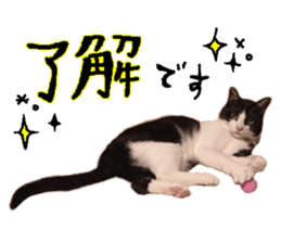 Komachi of a Mask and Mant cat sticker #15808876