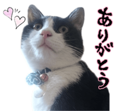 Komachi of a Mask and Mant cat sticker #15808877