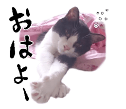 Komachi of a Mask and Mant cat sticker #15808879