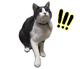 Komachi of a Mask and Mant cat sticker #15808881