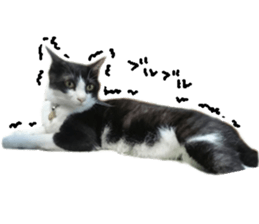 Komachi of a Mask and Mant cat sticker #15808882