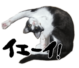 Komachi of a Mask and Mant cat sticker #15808886