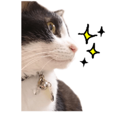 Komachi of a Mask and Mant cat sticker #15808887