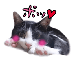 Komachi of a Mask and Mant cat sticker #15808889