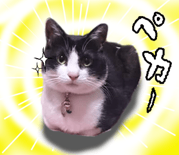 Komachi of a Mask and Mant cat sticker #15808892