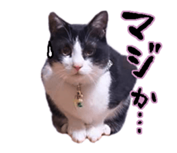 Komachi of a Mask and Mant cat sticker #15808896