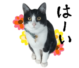Komachi of a Mask and Mant cat sticker #15808897