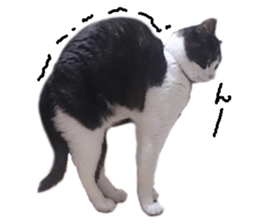 Komachi of a Mask and Mant cat sticker #15808898