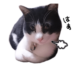 Komachi of a Mask and Mant cat sticker #15808901