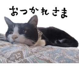 Komachi of a Mask and Mant cat sticker #15808902