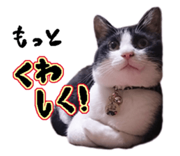 Komachi of a Mask and Mant cat sticker #15808903