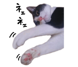 Komachi of a Mask and Mant cat sticker #15808905