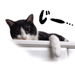 Komachi of a Mask and Mant cat sticker #15808906