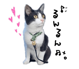 Komachi of a Mask and Mant cat sticker #15808907