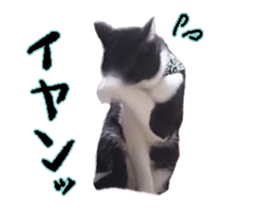 Komachi of a Mask and Mant cat sticker #15808909