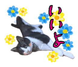 Komachi of a Mask and Mant cat sticker #15808910