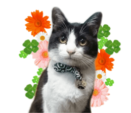 Komachi of a Mask and Mant cat sticker #15808913