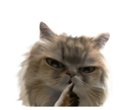 DramaCatz 2 sticker #15811227