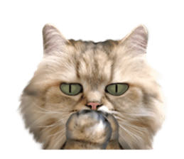 DramaCatz 2 sticker #15811228